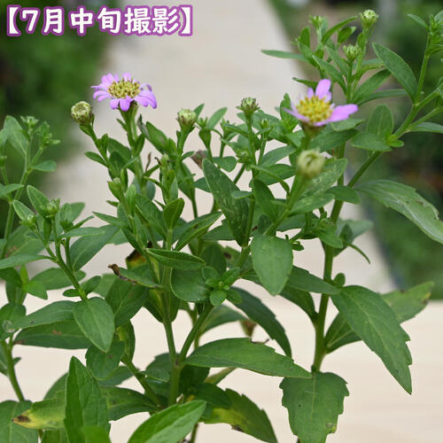 2024年NEW ノコンギク 紅帽子 ポット苗 山野草 多年草 野紺菊