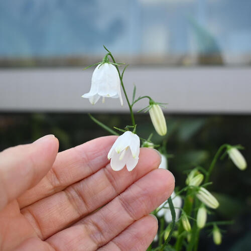 2025年9月下旬開花中 白花いわしゃじん ポット苗 山野草 多年草 イワツリガネソウ ...