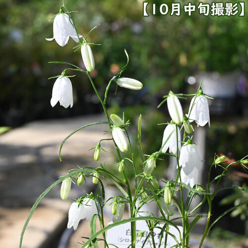 2025年9月下旬開花中 白花いわしゃじん ポット苗 山野草 多年草 イワツリガネソウ ...