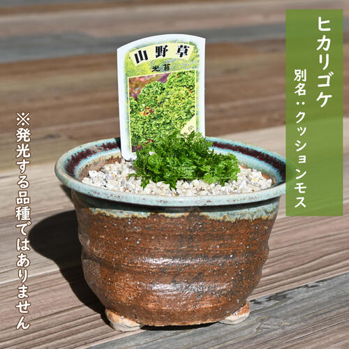 楽天市場】クッションモスの通販 楽天市場】クッションモスの通販
