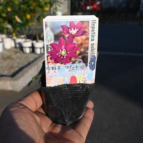 【雪割草】ユキワリ草宿根草雪割草　　雪割り草　ポット苗　　玉虫雪割草 実生