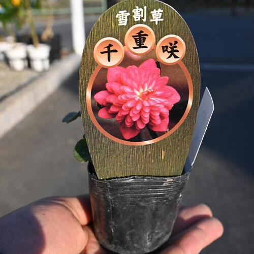 【雪割草】ユキワリ草宿根草雪割草　　雪割り草　ポット苗　　紫光殿 実生