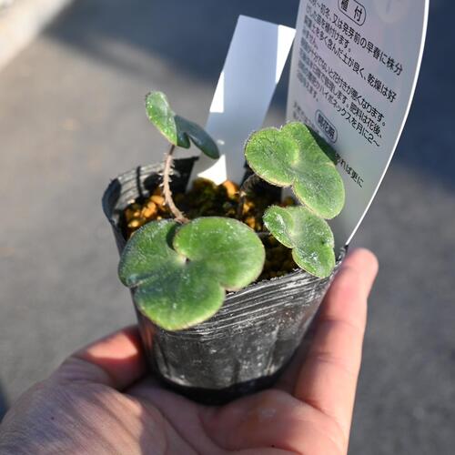 【雪割草】ユキワリ草宿根草雪割草　　雪割り草　ポット苗　　紫光殿 実生