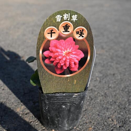 【雪割草】ユキワリ草宿根草雪割草　　雪割り草　ポット苗　　紫光殿 実生