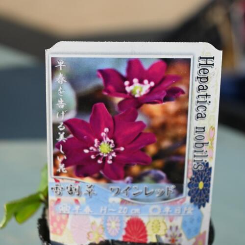 【雪割草】ユキワリ草宿根草雪割草　　雪割り草　ポット苗　　玉虫雪割草 実生