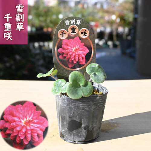 2025年2月頃開花のかわいい選抜種 雪割草 千重咲 赤花 ポット苗 山野草 多年草 赤千重