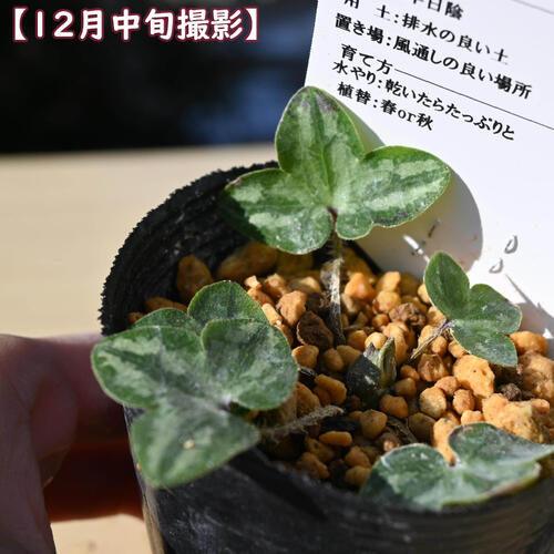 2026年2月頃開花のかわいい選抜種 雪割草 天神梅 ポット苗 山野草 多年草 てんじん...