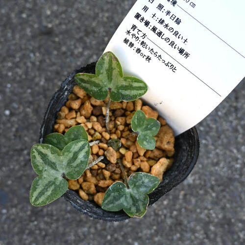 2026年2月頃開花のかわいい選抜種 雪割草 天神梅 ポット苗 山野草 多年草 てんじん...