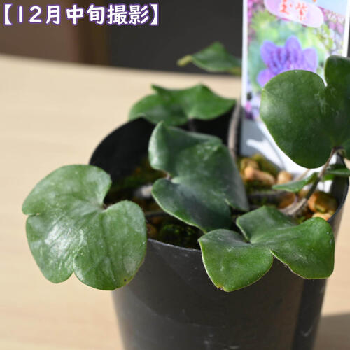 2026年2月頃開花のかわいい選抜種 雪割草 玉紫 ポット苗 山野草 多年草 千重咲き