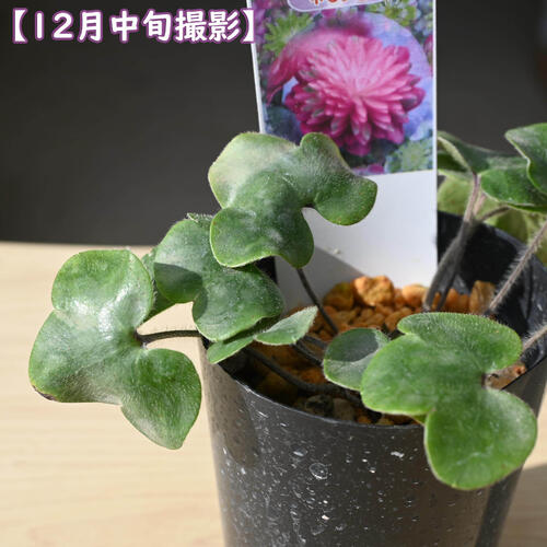 2026年2月頃開花のかわいい選抜種 雪割草 桃苑 ポット苗 山野草 多年草 とうえん ...