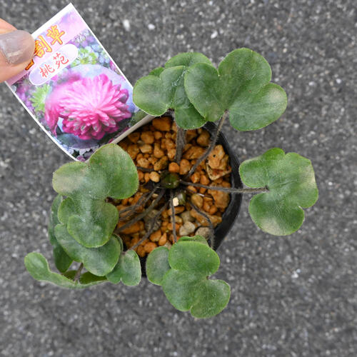 2026年2月頃開花のかわいい選抜種 雪割草 桃苑 ポット苗 山野草 多年草 とうえん ...