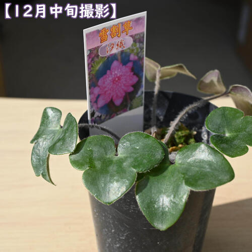 2026年2月頃開花のかわいい選抜種 雪割草 汐織 ポット苗 山野草 多年草 千重咲き