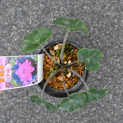 2026年2月頃開花のかわいい選抜種 雪割草 汐織 ポット苗 山野草 多年草 千重咲き