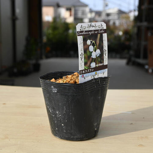 【お花はついておりません】ニホンスズラン ポット苗 鈴蘭 日本スズラン 山野草 耐...