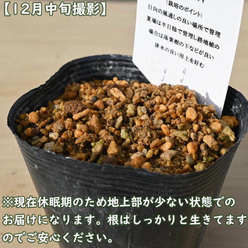 【お花はついておりません】ニホンスズラン ポット苗 鈴蘭 日本スズラン 山野草 耐...