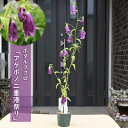 2025年NEW ホタルブクロ あけぼの二重港祭り ポット苗 山野草 宿根草 多年草 蛍袋 曙二重(4)