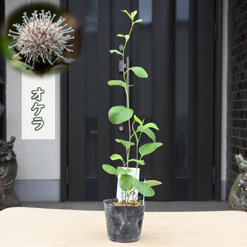 2025年new オケラ ポット苗 山野草 多年草 朮 別名 ウケラ カイブシ