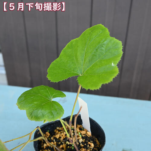 冬イチゴ ポット苗 山野草 多年草 冬苺 別名寒苺 カンイチゴ クリスマスチェリー