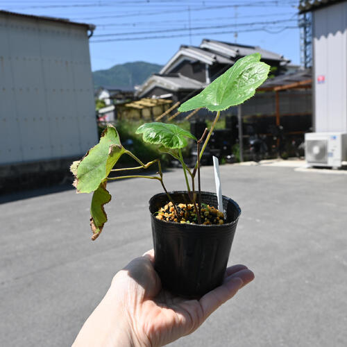 冬イチゴ ポット苗 山野草 多年草 冬苺 別名寒苺 カンイチゴ クリスマスチェリー