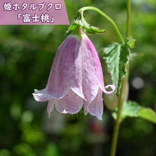 2025年NEW 姫ホタルブクロ 富士桃 ポット苗 山野草 宿根草 多年草 蛍袋