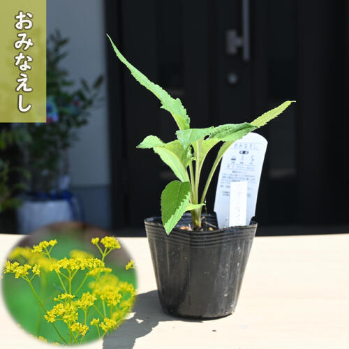 2026年NEW おみなえし ポット苗 山野草 多年草 女郎花