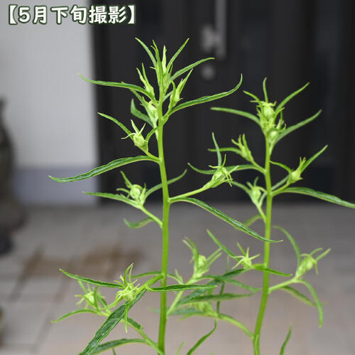 2026年NEW 白糸ホタルブクロ ポット苗 山野草 宿根草 多年草 蛍袋