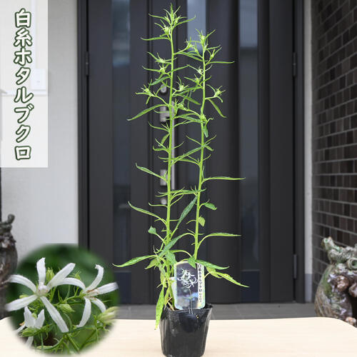 2025年NEW 白糸ホタルブクロ ポット苗 山野草 宿根草 多年草 蛍袋