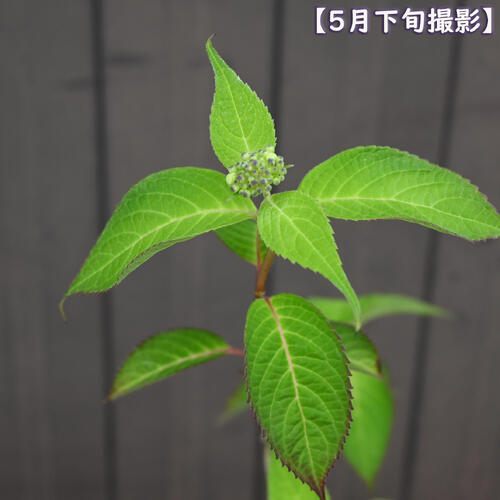 2026年NEW 山アジサイ 星の雫 ポット苗 ヤマアジサイ　一重咲き　山アジサイ