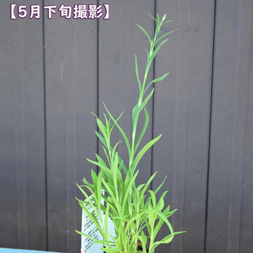 2026年NEW 絞り咲河原ナデシコ ポット苗 山野草 多年草 河原撫子 別名「やまとなで...