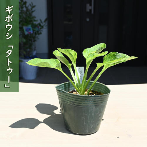 2025年NEW ギボウシ タトゥー ポット苗 山野草 多年草