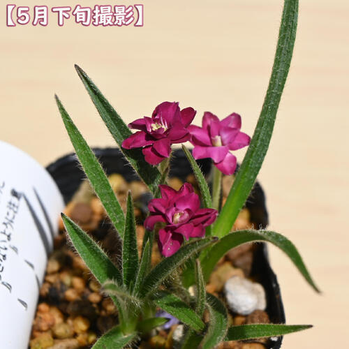2026年NEW アッツザクラ ルビーの輝き ポット苗 山野草 多年草 アッツ桜 宿根草 球...