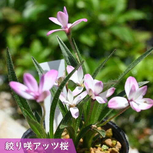 2025年NEW アッツザクラ 絞り咲 ポット苗 山野草 多年草 アッツ桜 宿根草 球根植物