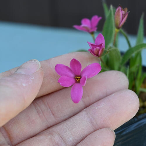 2025年NEW 濃色姫アッツザクラ ポット苗 山野草 多年草 アッツ桜 宿根草 球根植物