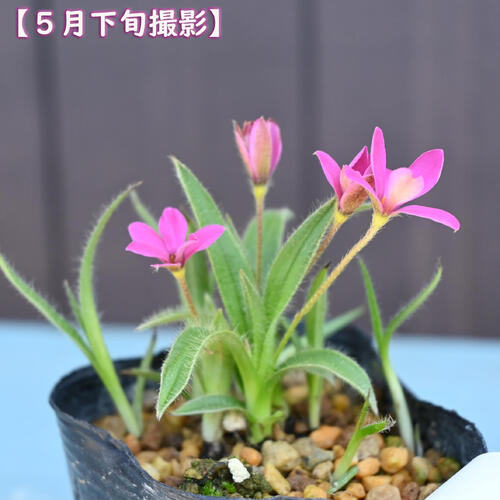 2025年NEW 濃色姫アッツザクラ ポット苗 山野草 多年草 アッツ桜 宿根草 球根植物