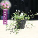 2025年NEW 姫岩かすみ草 ポット苗 山野草 多年草 カスミソウ(4)