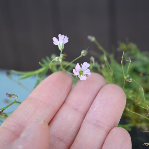 2025年NEW 姫岩かすみ草 ポット苗 山野草 多年草 カスミソウ