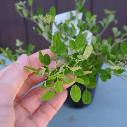 2025ǯNEW �������� �ݥå��ĤϤ� ���μ�����β� 10����ܰʹߤϳ��֤���λ���Ƥ���ޤ�