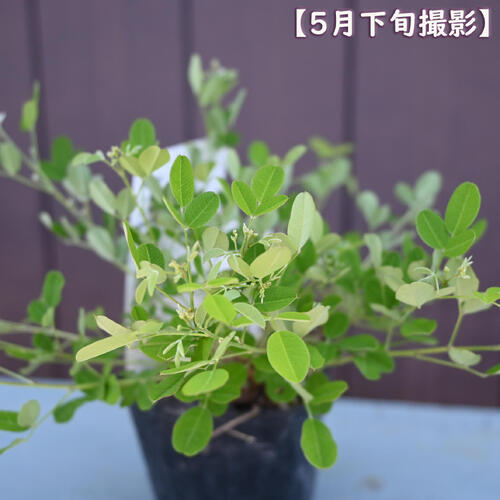 2025年NEW 屋久島萩 ポット苗はぎ 秋の七草萩の花 10月中旬以降は開花が終了してお...