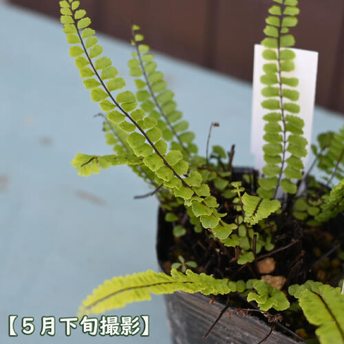 2025年NEW チャセンシダ ポット苗 茶筌羊歯 シダ植物