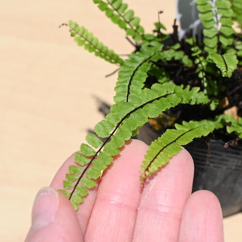 2025年NEW チャセンシダ ポット苗 茶筌羊歯 シダ植物