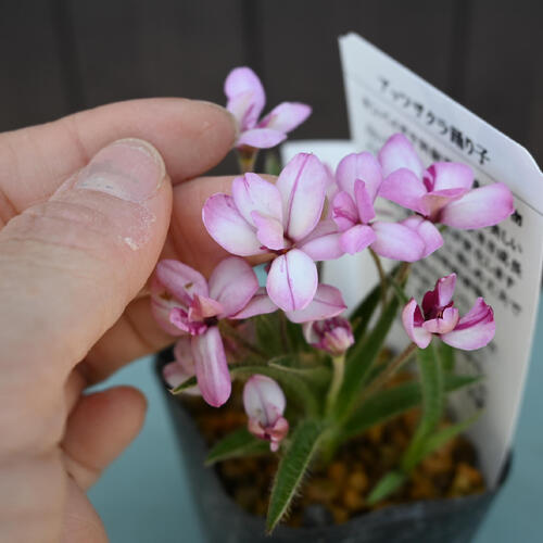 2025年NEW アッツザクラ 踊り子 ポット苗 山野草 多年草 アッツ桜 宿根草 球根植物