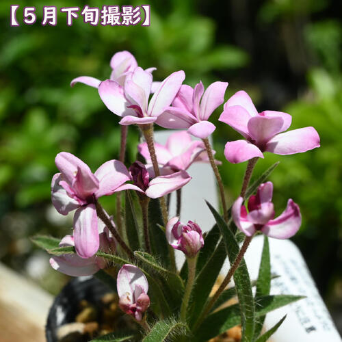 2025年NEW アッツザクラ 踊り子 ポット苗 山野草 多年草 アッツ桜 宿根草 球根植物