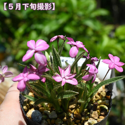 2025年NEW アッツザクラ 折り鶴 ポット苗 山野草 多年草 アッツ桜 宿根草 球根植物
