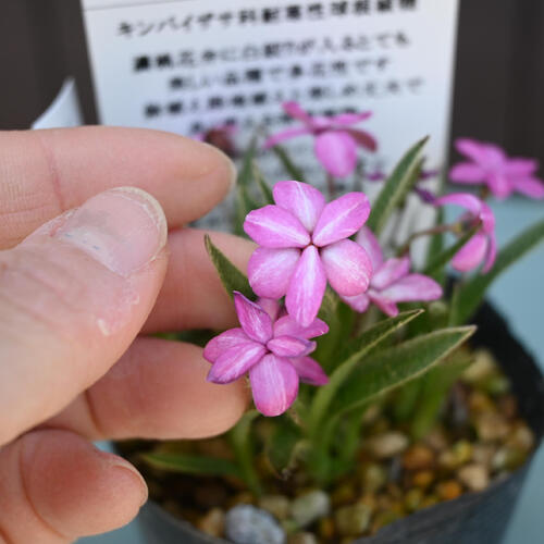 2025年NEW アッツザクラ 折り鶴 ポット苗 山野草 多年草 アッツ桜 宿根草 球根植物