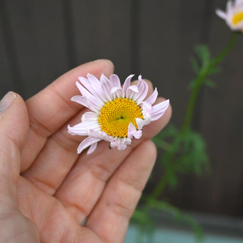 2025年NEW 桃花除虫菊 ポット苗 多年草