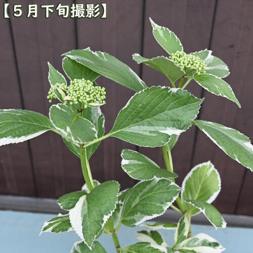 2025年NEW 白覆輪アジサイ ポット苗 紫陽花