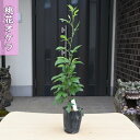 2025年NEW 桃花オケラ ポット苗 山野草 多年草 朮 別名 ウケラ カイブシ