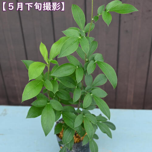 10月中旬より発送となります。2025年NEW 桃花オケラ ポット苗 山野草 多年草 朮 別...