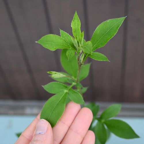 10月中旬より発送となります。2025年NEW 桃花オケラ ポット苗 山野草 多年草 朮 別...