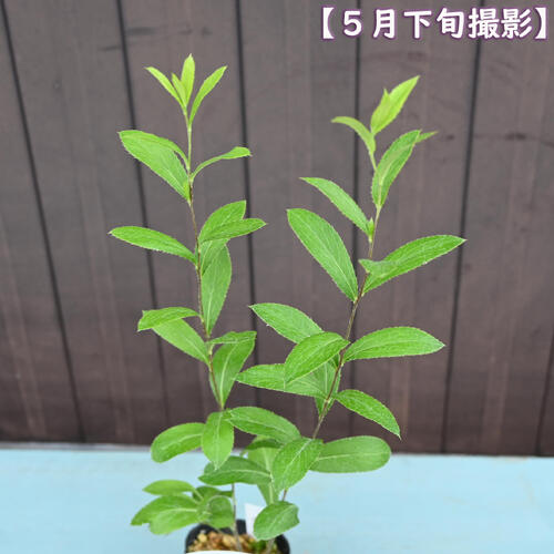 2025年NEW 細葉オケラ ポット苗 山野草 多年草 朮 別名 ウケラ カイブシ